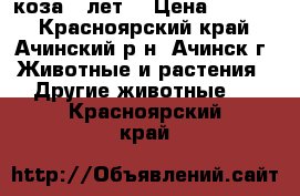 коза 5 лет  › Цена ­ 5 000 - Красноярский край, Ачинский р-н, Ачинск г. Животные и растения » Другие животные   . Красноярский край